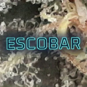 Escobar Cannabis Strain