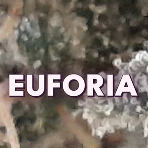 Euforia Cannabis Strain