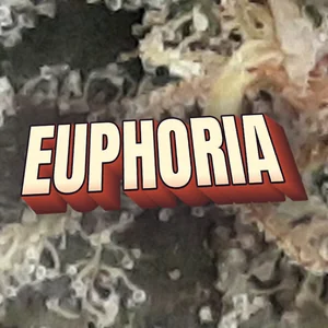 Euphoria Cannabis Strain