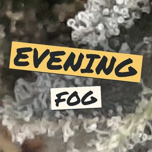 Evening Fog Cannabis Strain
