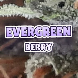 Evergreen Berry Cannabis Strain