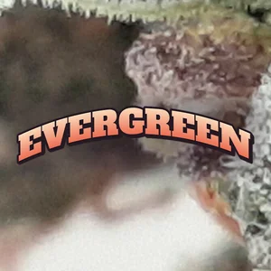 Evergreen Cannabis Strain