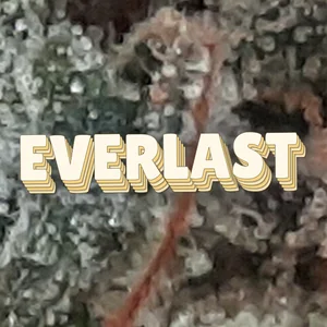 Everlast Cannabis Strain