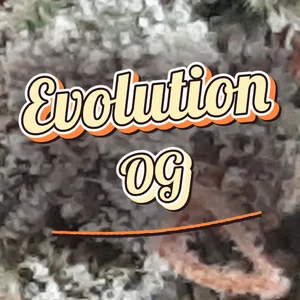 Evolution OG Cannabis Strain