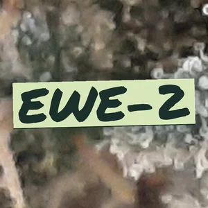 Ewe-2 Cannabis Strain
