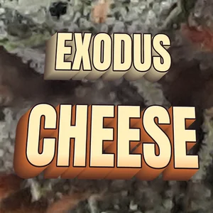 Exodus Cheese Cannabis Strain