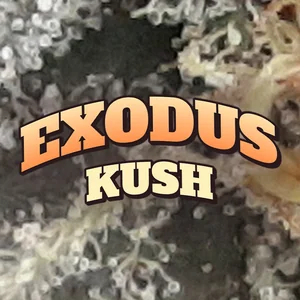 Exodus Kush Cannabis Strain