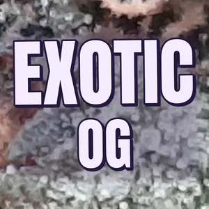 Exotic OG Cannabis Strain