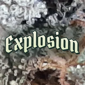 Explosion Cannabis Strain
