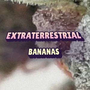 Extraterrestrial Bananas Cannabis Strain