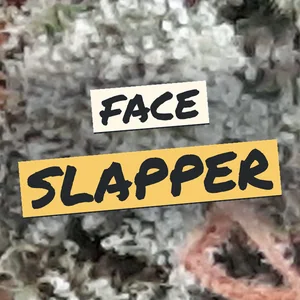 Face Slapper Cannabis Strain
