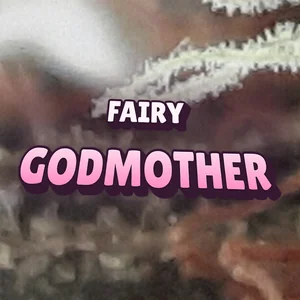 Fairy Godmother Cannabis Strain
