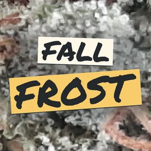 Fall Frost Cannabis Strain