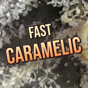 Fast Caramelic Cannabis Strain
