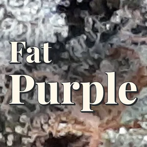 Fat Purple Cannabis Strain