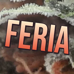 Feria Cannabis Strain