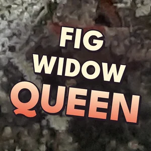 Fig Widow Queen Cannabis Strain