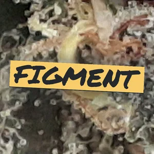 Figment Cannabis Strain