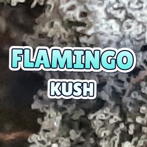Flamingo Kush Cannabis Strain