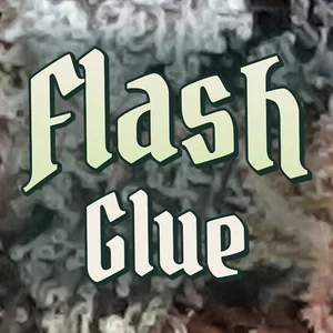 Flash Glue Cannabis Strain