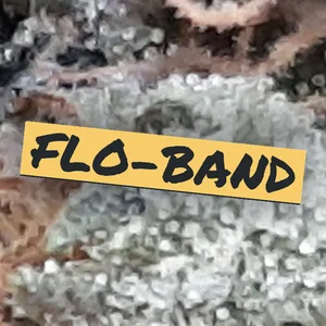 Flo-Band Cannabis Strain