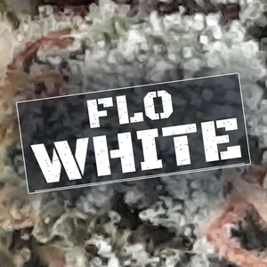 Flo White Cannabis Strain
