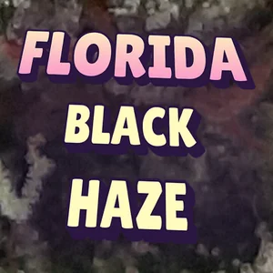 Florida Black Haze Cannabis Strain