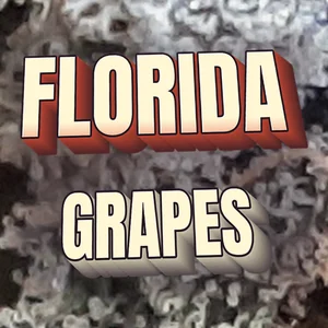 Florida Grapes Cannabis Strain