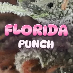 Florida Punch Cannabis Strain