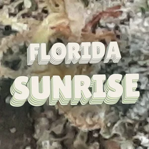 Florida Sunrise Cannabis Strain