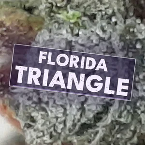 Florida Triangle Cannabis Strain