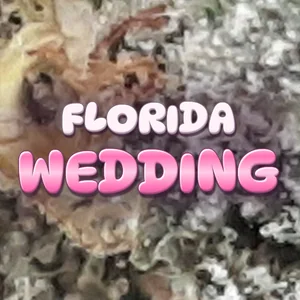 Florida Wedding Cannabis Strain