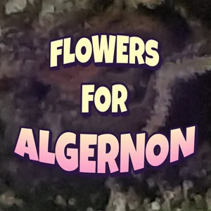 Flowers For Algernon Cannabis Strain