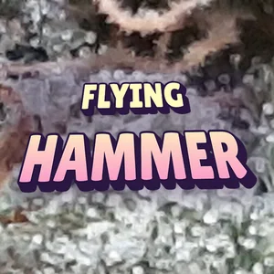 Flying Hammer Cannabis Strain