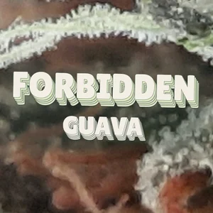 Forbidden Guava Cannabis Strain