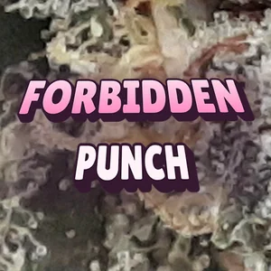 Forbidden Punch Cannabis Strain