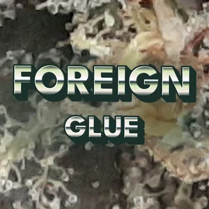 Foreign Glue Cannabis Strain