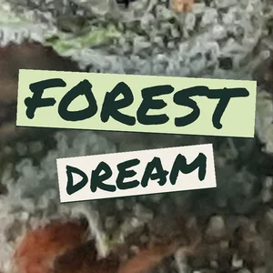 Forest Dream Cannabis Strain
