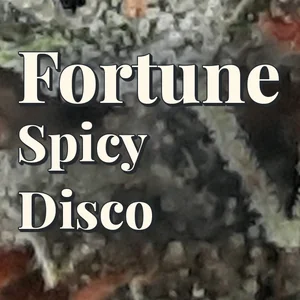 Fortune Spicy Disco Cannabis Strain