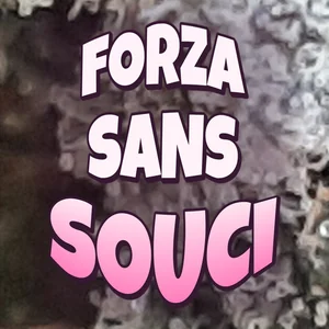 Forza Sans Souci Cannabis Strain