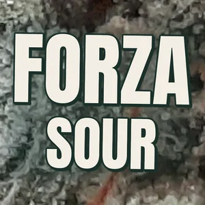 Forza Sour Cannabis Strain
