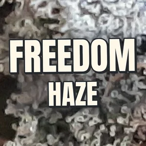 Freedom Haze Cannabis Strain