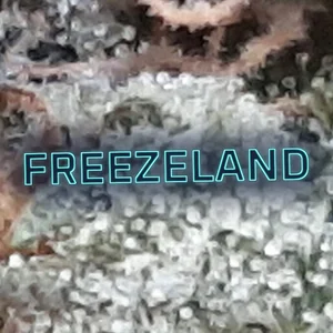 Freezeland Cannabis Strain
