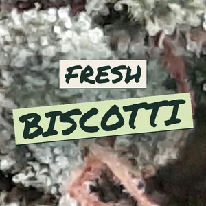 Fresh Biscotti Cannabis Strain