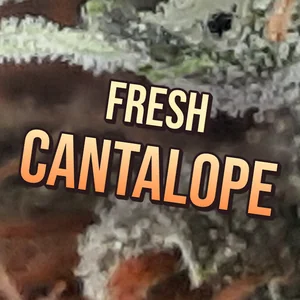 Fresh Cantalope Cannabis Strain