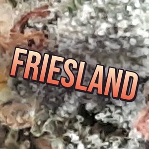 Friesland Cannabis Strain