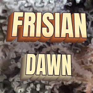 Frisian Dawn Cannabis Strain