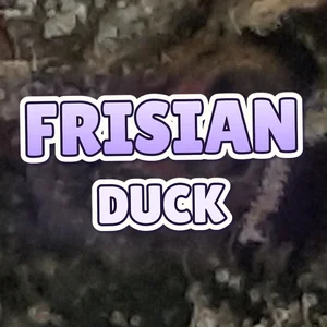 Frisian Duck Cannabis Strain