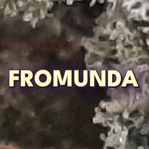 Fromunda Cannabis Strain