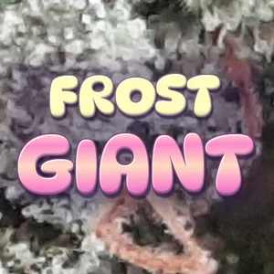 Frost Giant Cannabis Strain